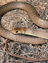 Eastern Brown Snake - Joe Bananas | Australia