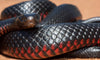 Red Bellied Black Snake - Joe Bananas | Australia