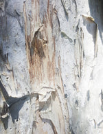 Coffee Charcoal Paperbark Jacket - Joe Bananas | Australia