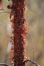 Minni Ritchi Bark Jacket - Joe Bananas | Australia