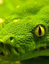 Green Tree Python - Joe Bananas | Australia