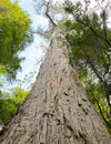 Huon Pine - Joe Bananas | Australia