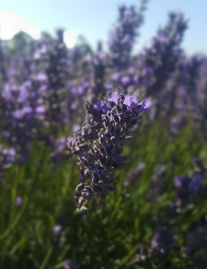 Tasmanian Lavender