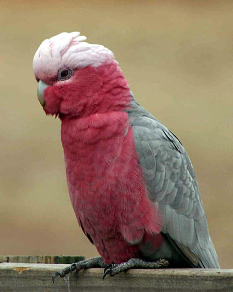 Galah Jacket