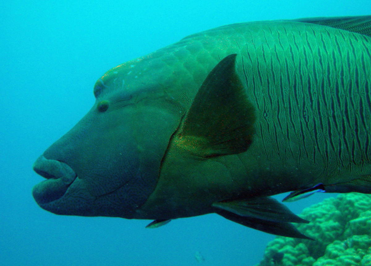 Green Wrasse Jacket