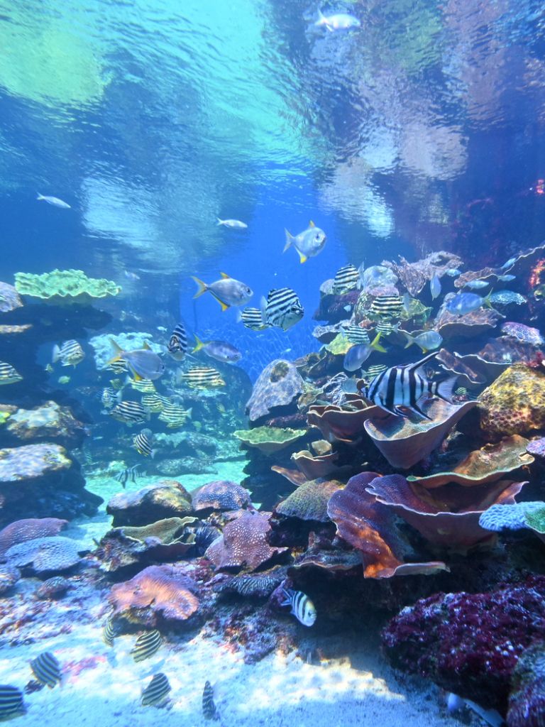 Ningaloo Reef Jacket
