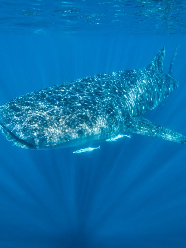 Ningaloo Reef Jacket