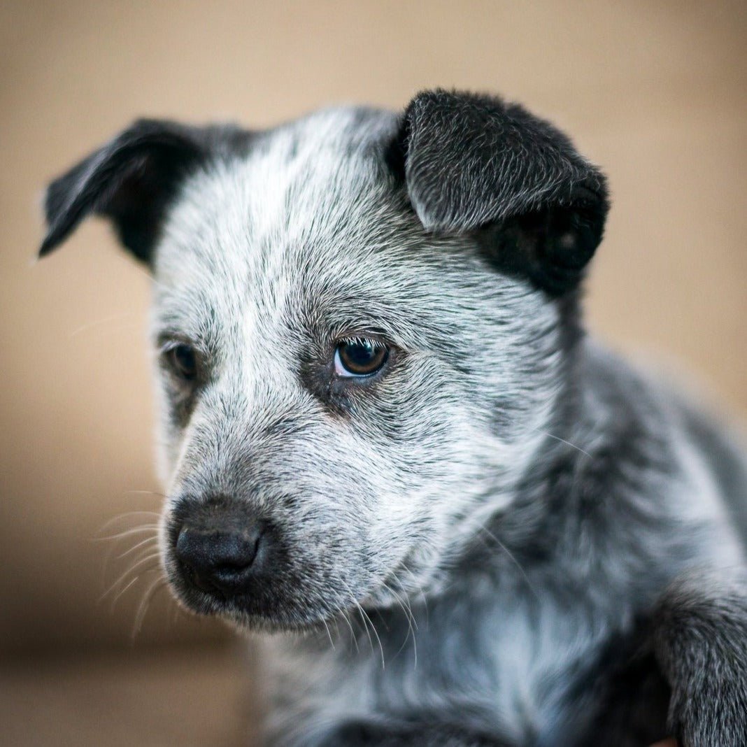 Australian Cattle Dog Pup 'Bluey' Jacket - Joe Bananas | Australia