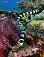 Banded Sea Snake - Joe Bananas | Australia