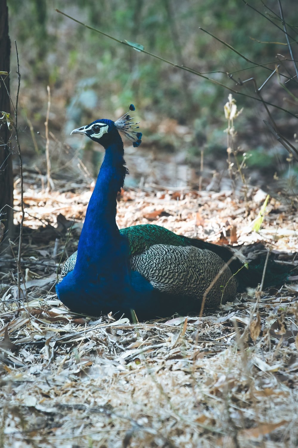 Blue Peahen Feather Jacket - Joe Bananas | Australia