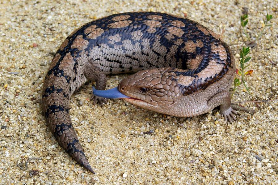 Blue Tongue Lizard Jacket - Joe Bananas | Australia