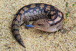 Blue Tongue Lizard Jacket - Joe Bananas | Australia