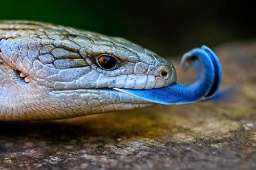 Blue Tongue Lizard Jacket - Joe Bananas | Australia