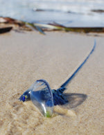 Bluebottle Jacket - Joe Bananas | Australia