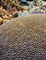 Brain Coral Jacket - Joe Bananas | Australia