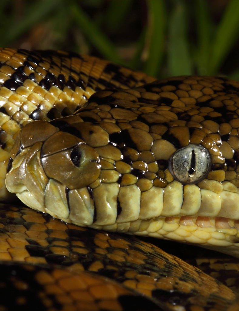 Carpet Python Jacket - Joe Bananas | Australia