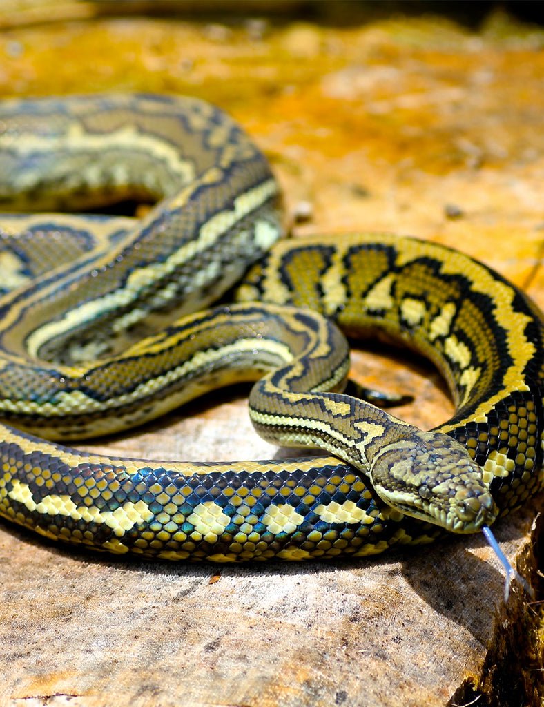 Carpet Python Jacket - Joe Bananas | Australia