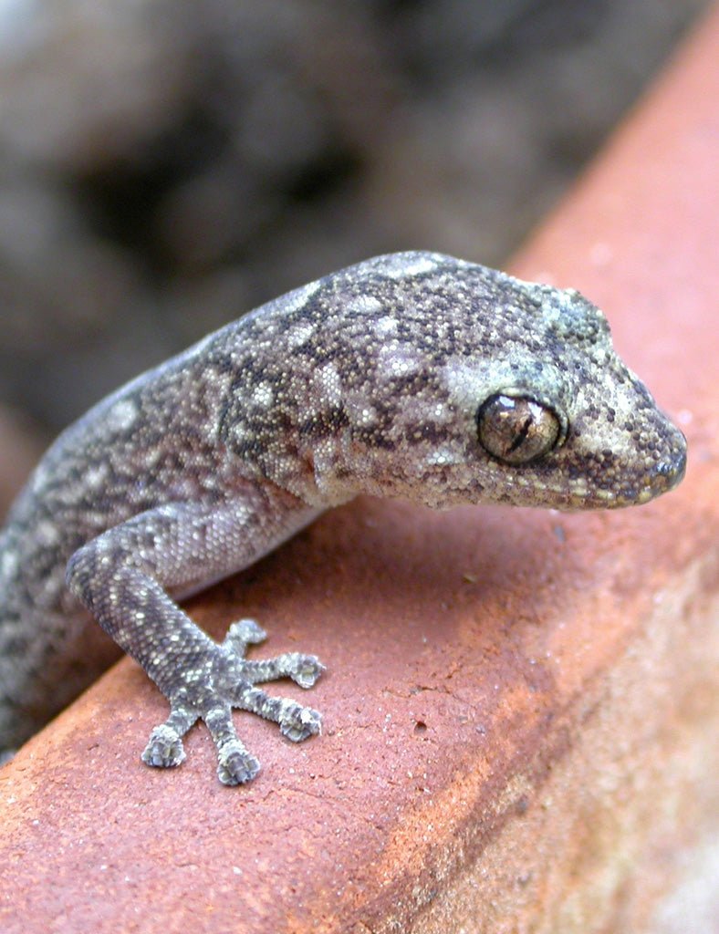 Gecko Jacket - Joe Bananas | Australia