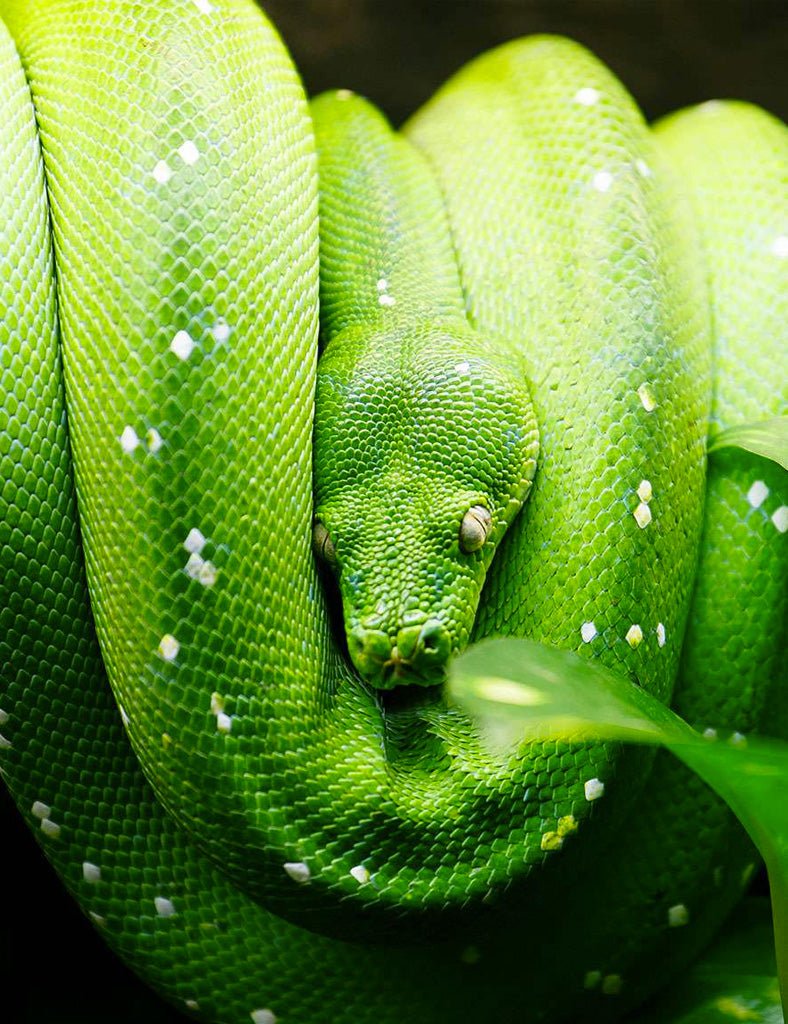 Green Tree Snake Jacket - Joe Bananas | Australia