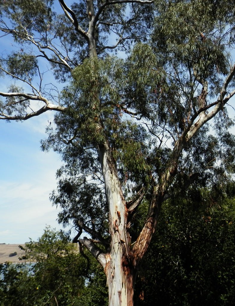 Manna Gum - Joe Bananas | Australia