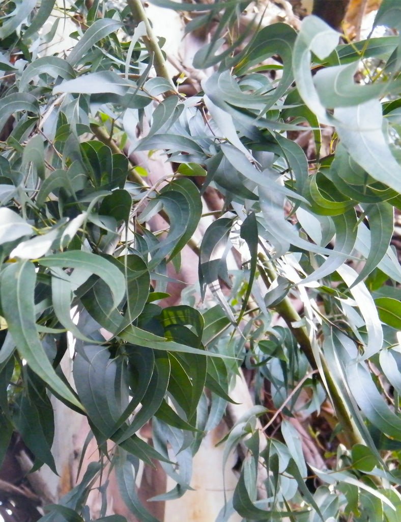 Manna Gum - Joe Bananas | Australia