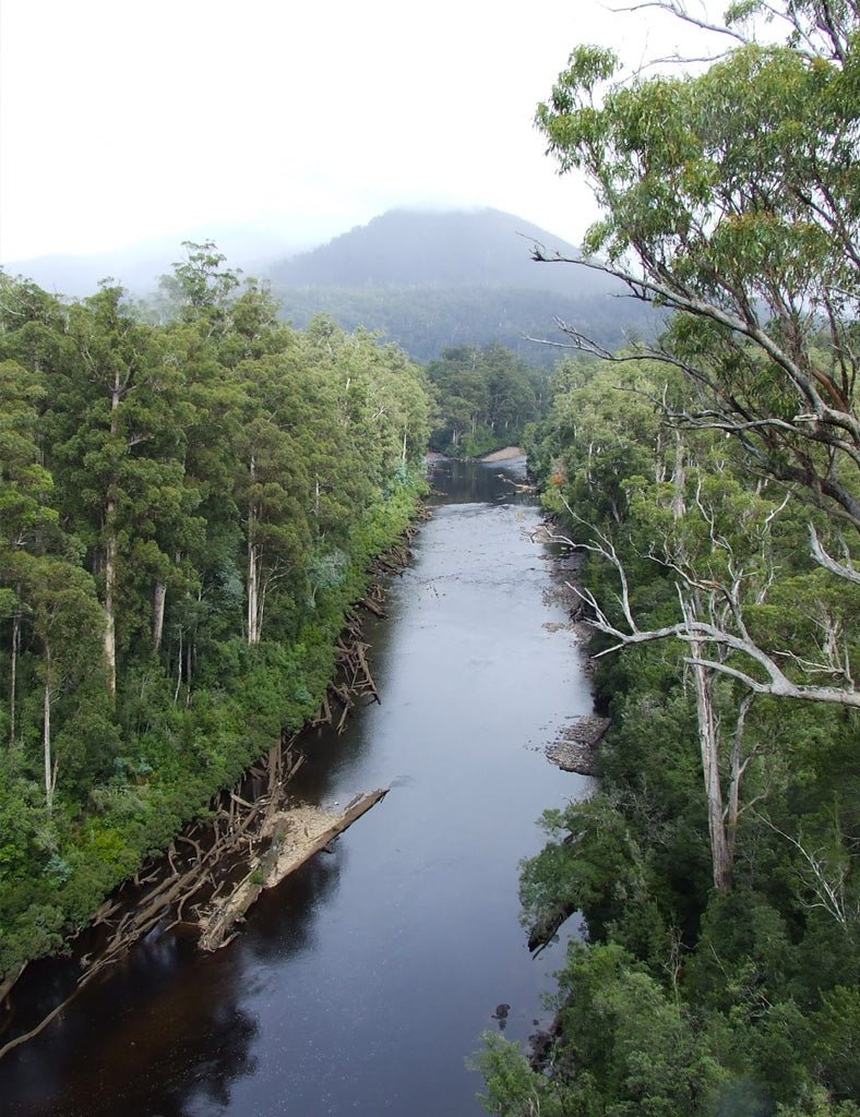 Mossy Huon Pine Jacket - Joe Bananas | Australia