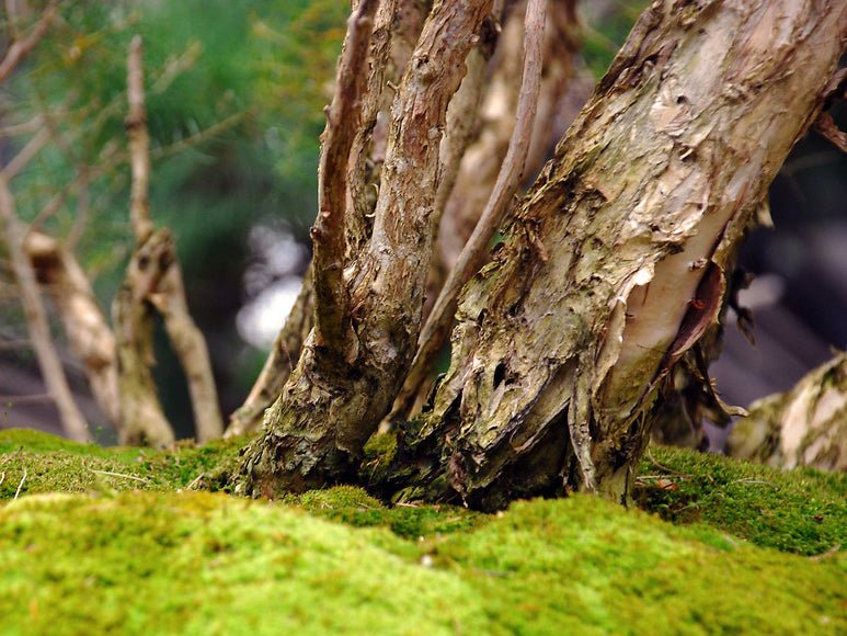 Mossy Paperbark Jacket - Joe Bananas | Australia