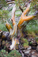 Perisher Snowgum Jacket - Joe Bananas | Australia