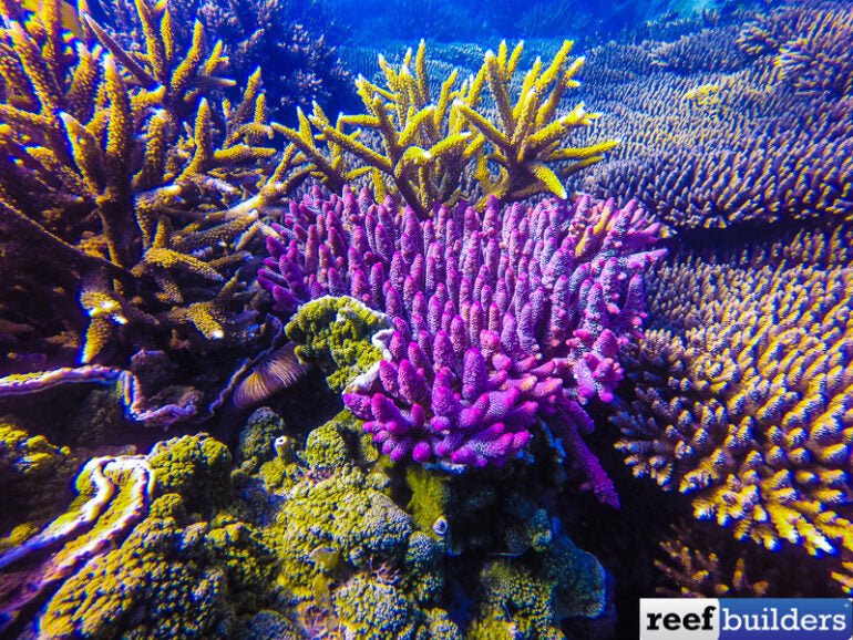 Purple Staghorn Coral Jacket - Joe Bananas | Australia