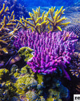 Purple Staghorn Coral Jacket - Joe Bananas | Australia