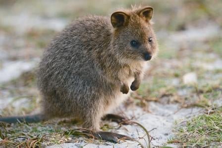 Quokka Houndstooth Jacket - Joe Bananas | Australia