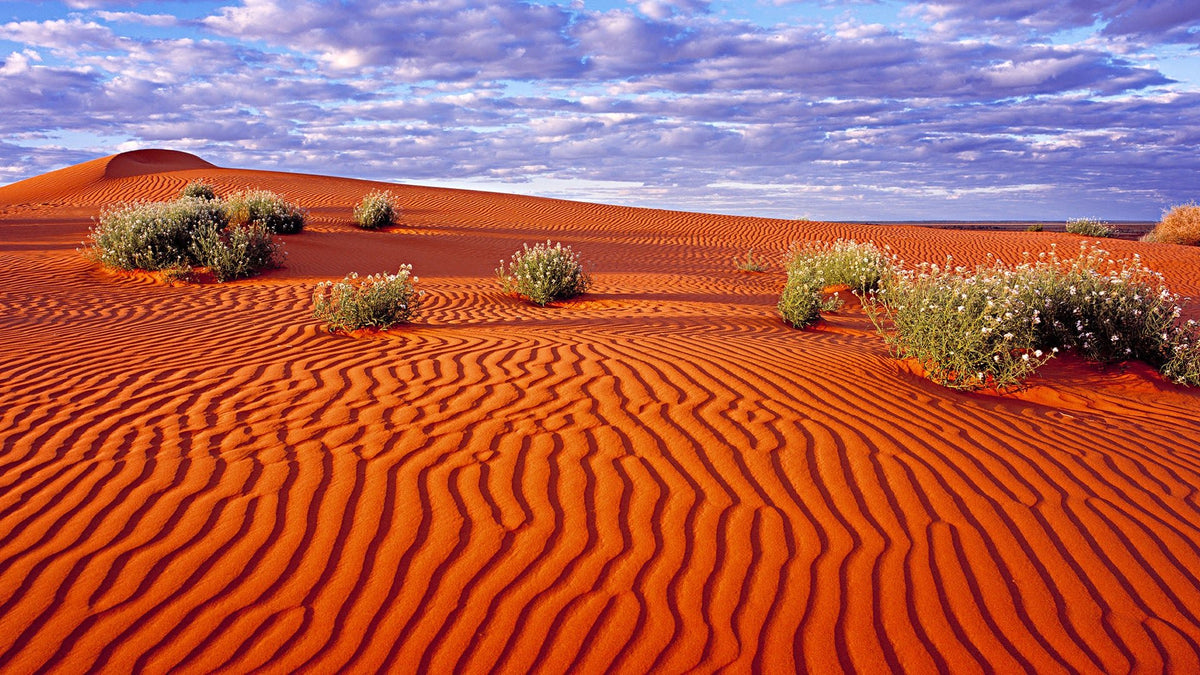 Simpson Desert Sands Jacket - Joe Bananas | Australia