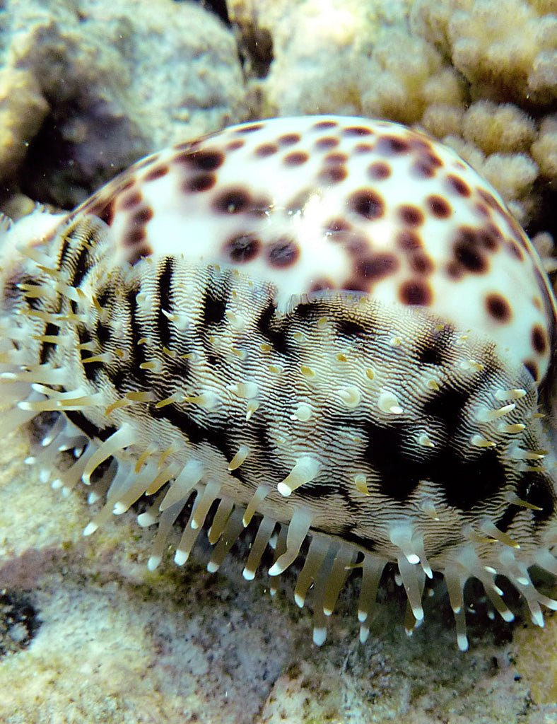 Tiger Cowrie Jacket - Joe Bananas | Australia