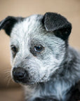 Australian Cattle Dog Pup 'Bluey' Jacket