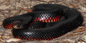 Red Bellied Black Snake Jacket