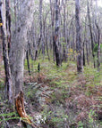 Stringybark forest, Mark Oliphant Conservation Park [Image credit: walkingsa.org.au]
