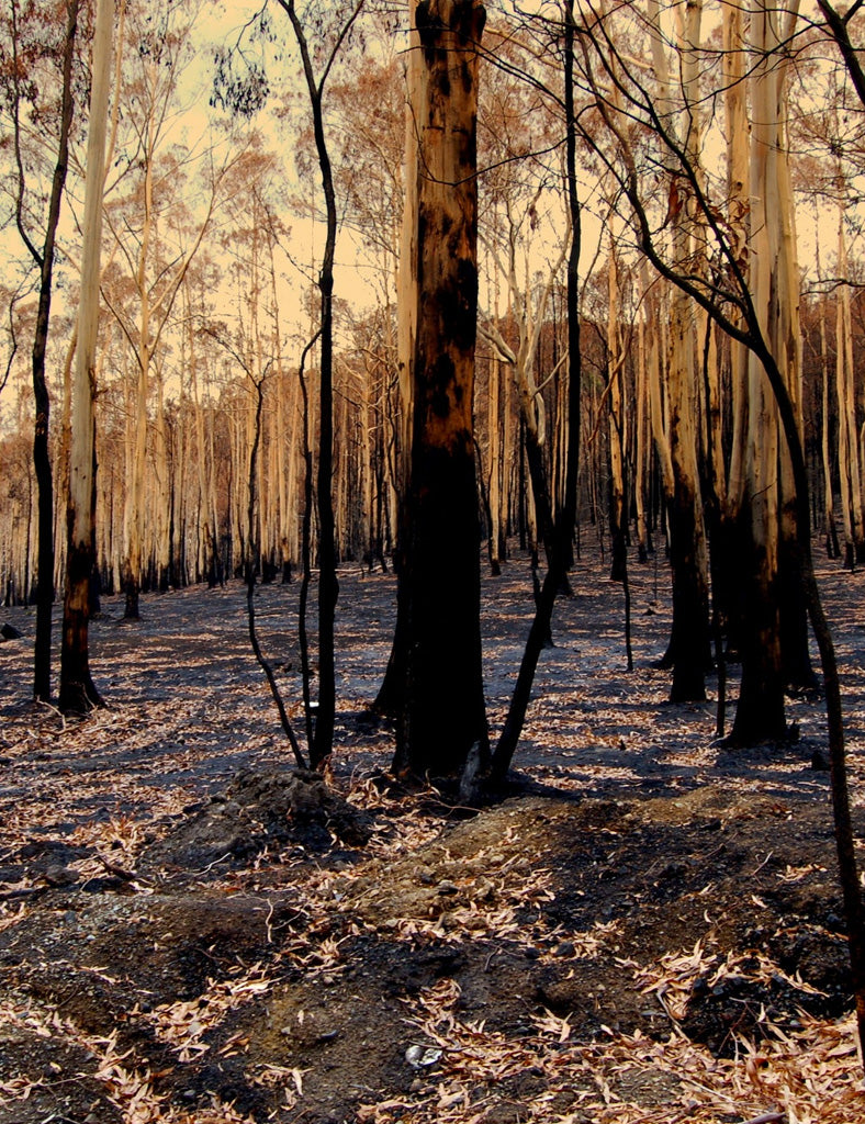 Australian bushland after enduring a bushfire [Image credit: www.thelearnedpig.org]