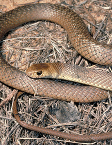 Eastern Brown Snake [Image credit: Museum Victoria]