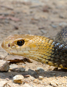 Common Brown Snake [Image credit: goldcoastsnakecatcher.com.au]