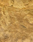 Triassic siltstone, close-up [Image credit: thefossilforum.com]