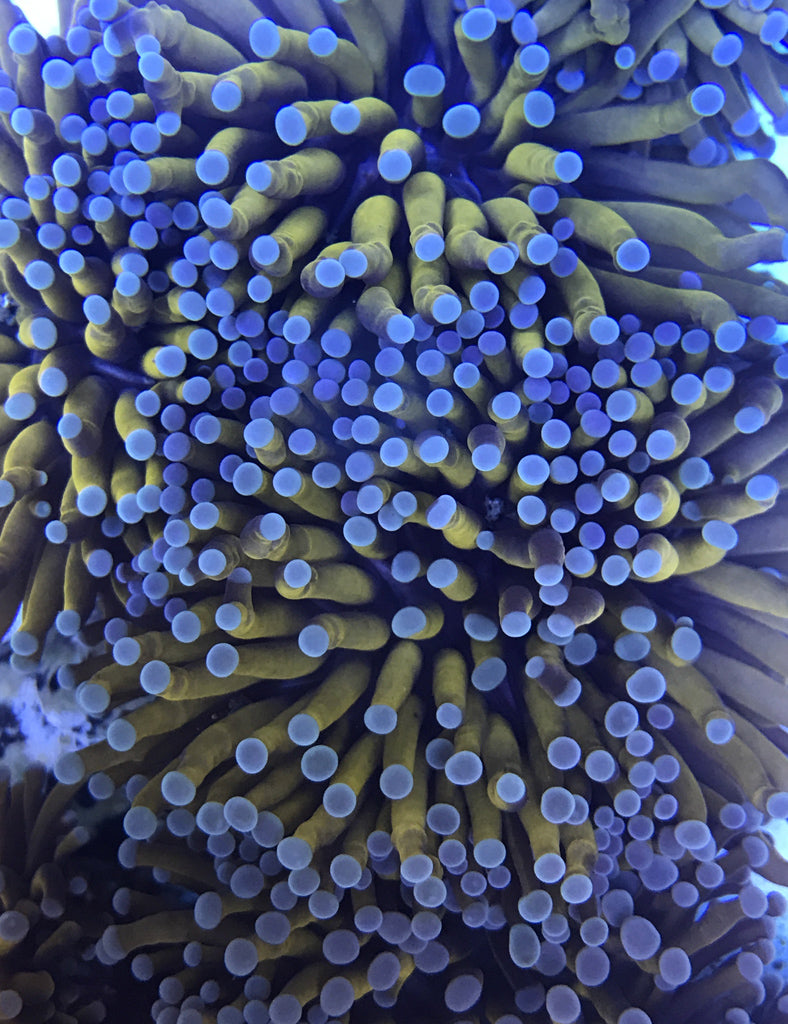 Ultra gold torch coral [Image credit: whitlynaquatics.com]