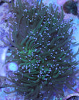 Blue tip torch coral [Image credit: proreefcorals.com]