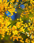 Wattle tree, close-up [Image credit: Music Queen 10]