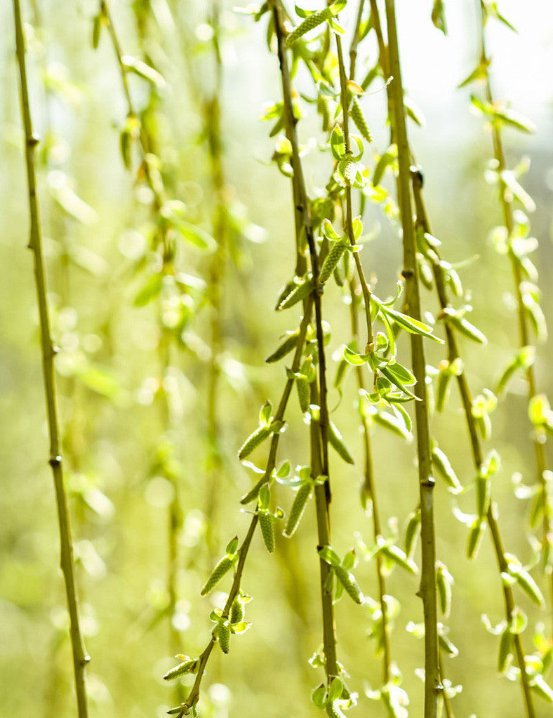 Weeping willow tendrils, close-up [Image credit: Raoul Pop, Wordpress]
