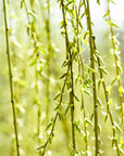 Weeping willow tendrils, close-up [Image credit: Raoul Pop, Wordpress]