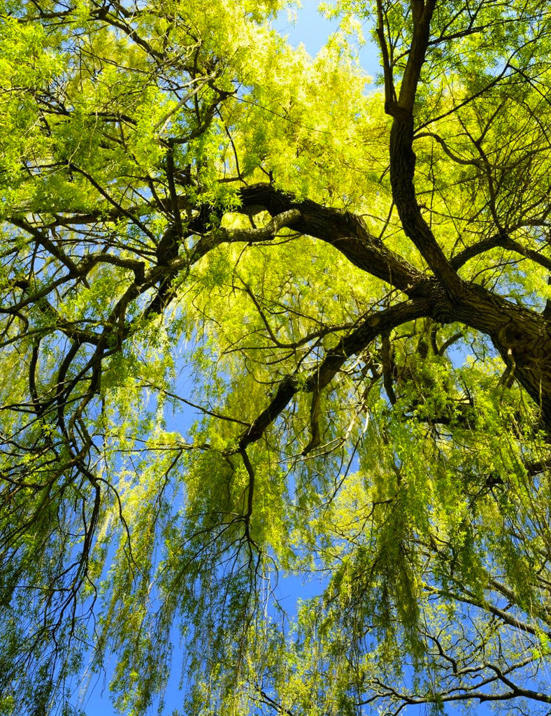 Weeping Willow tree [Image credit: The Living Urn]